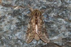 Peridea anceps