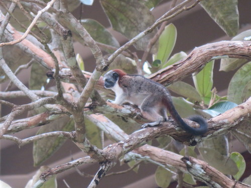 Geoffroy’s Tamarin, photo 5 of 7