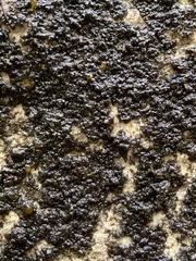 Nostocales