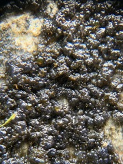Nostocales