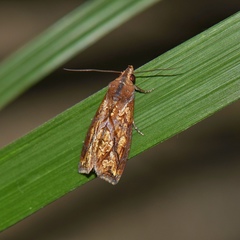 Plusiodonta coelonota