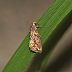 Plusiodonta coelonota