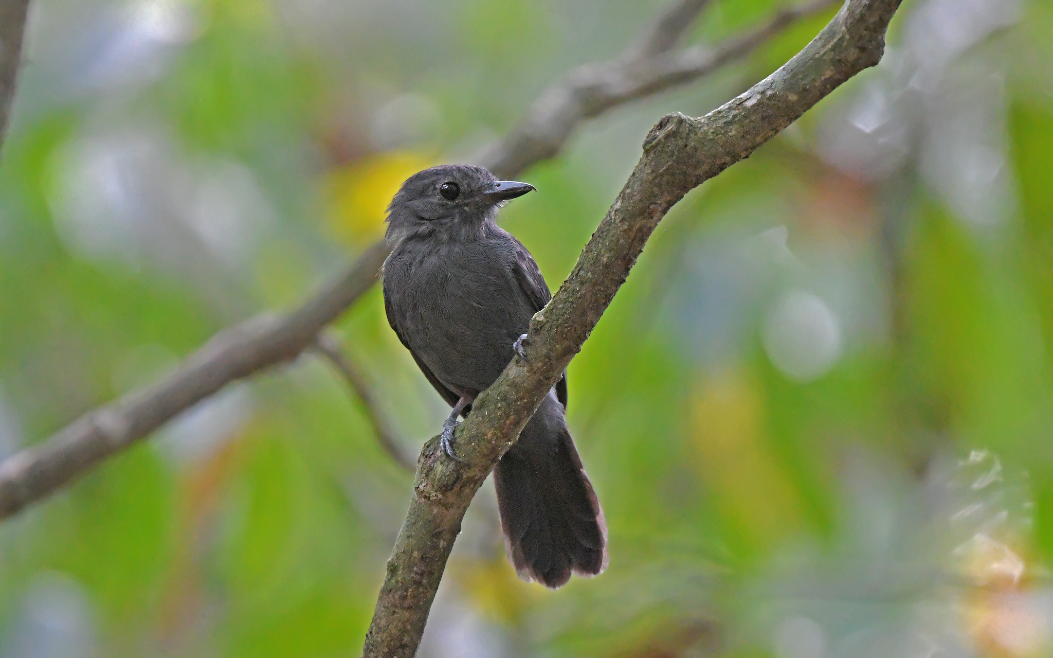 Cinereous Antshrike illustration