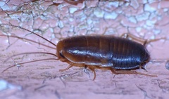 Myrmecoblatta hebardi