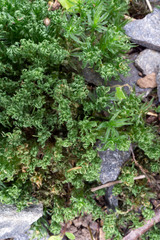 Atrichum crispum