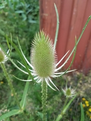 Dipsacus fullonum