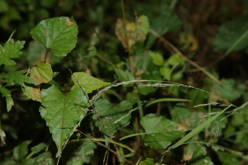 Muhlenbergia hakonensis iNat (1)