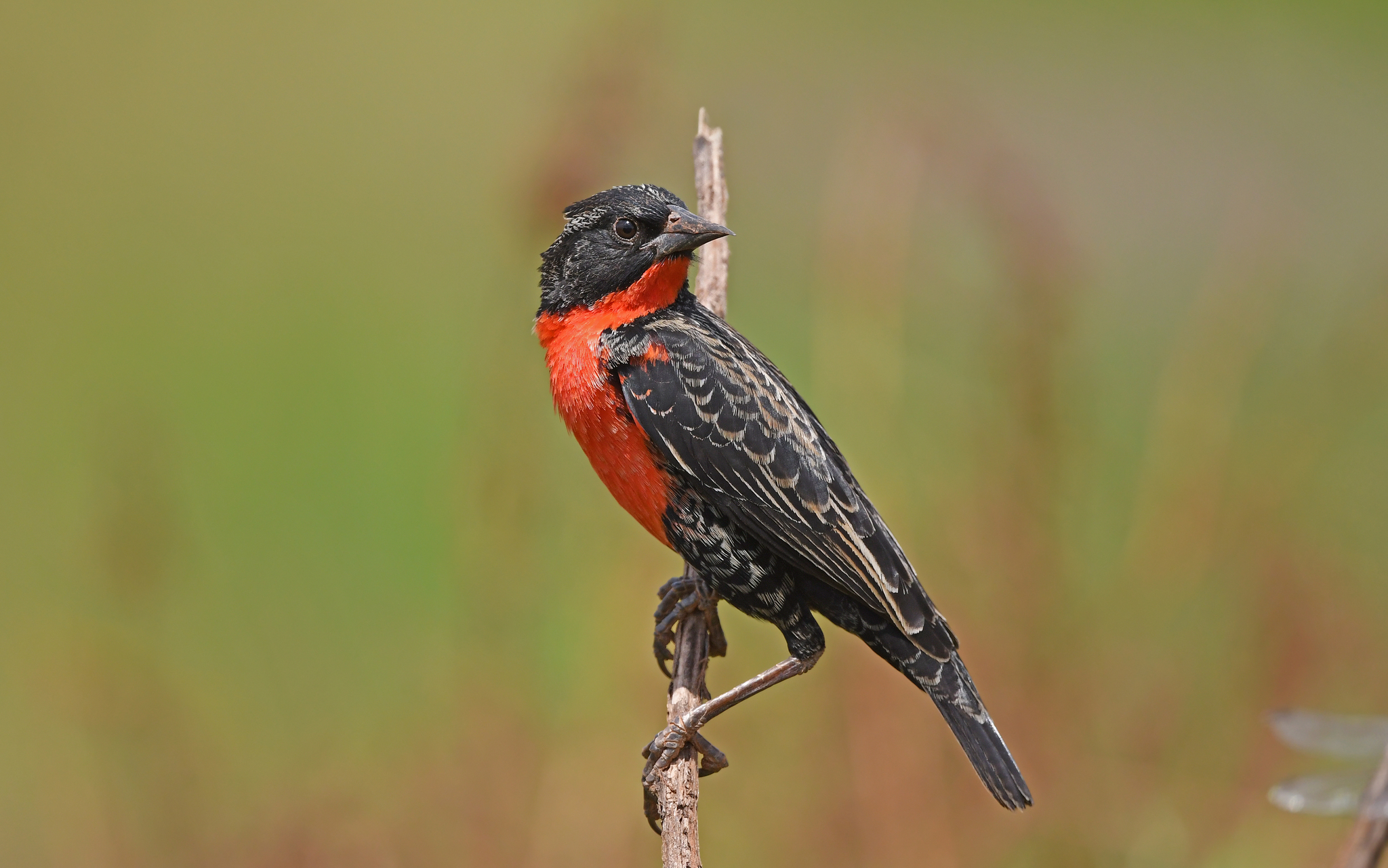 Red-breasted Meadowlark (Leistes militaris) · iNaturalist