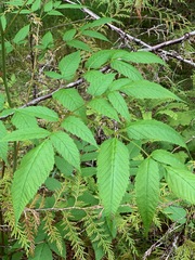 Aruncus dioicus