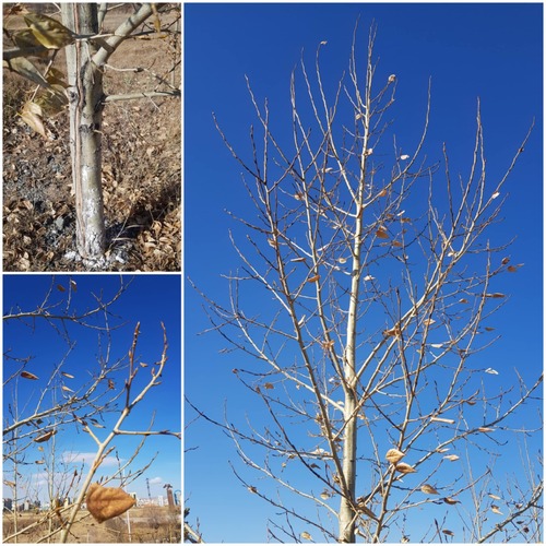 Image of Populus laurifolia by (c) Urgamal Magsar, some rights reserved (CC BY)