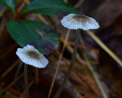 Mycena rubromarginata