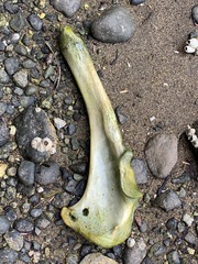 Phoca vitulina