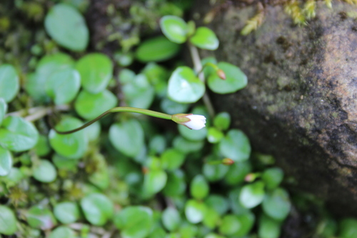 Image of Epilobium nerterioides by (c) Joe Dillon, some rights reserved (CC BY)