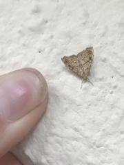 Scybalistodes periculosalis