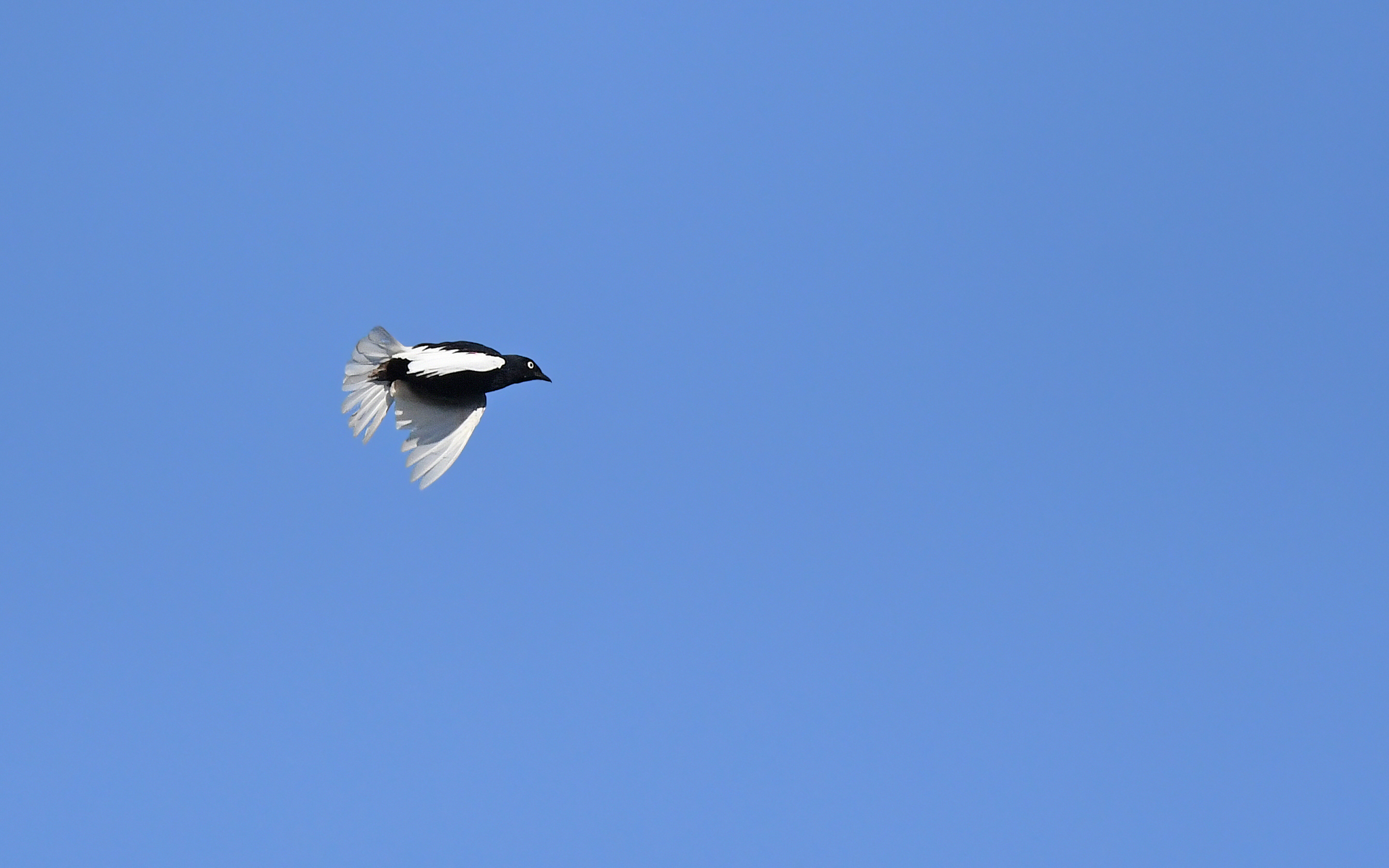 White-tailed Cotinga (Xipholena lamellipennis), photo 4