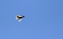 White-Tailed Cotinga photo 2