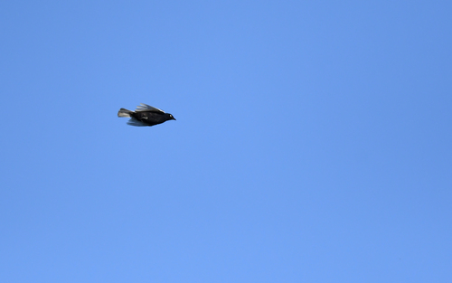 White-tailed Cotinga (Xipholena lamellipennis), photo 5