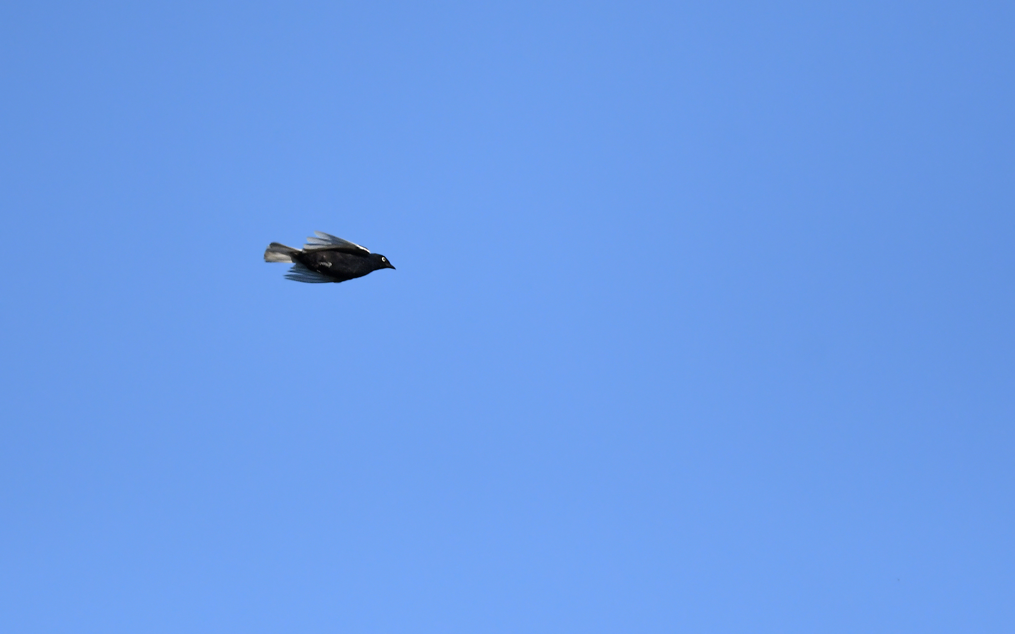 White-tailed Cotinga (Xipholena lamellipennis), photo 5