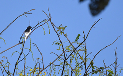 White-Tailed Cotinga photo 3