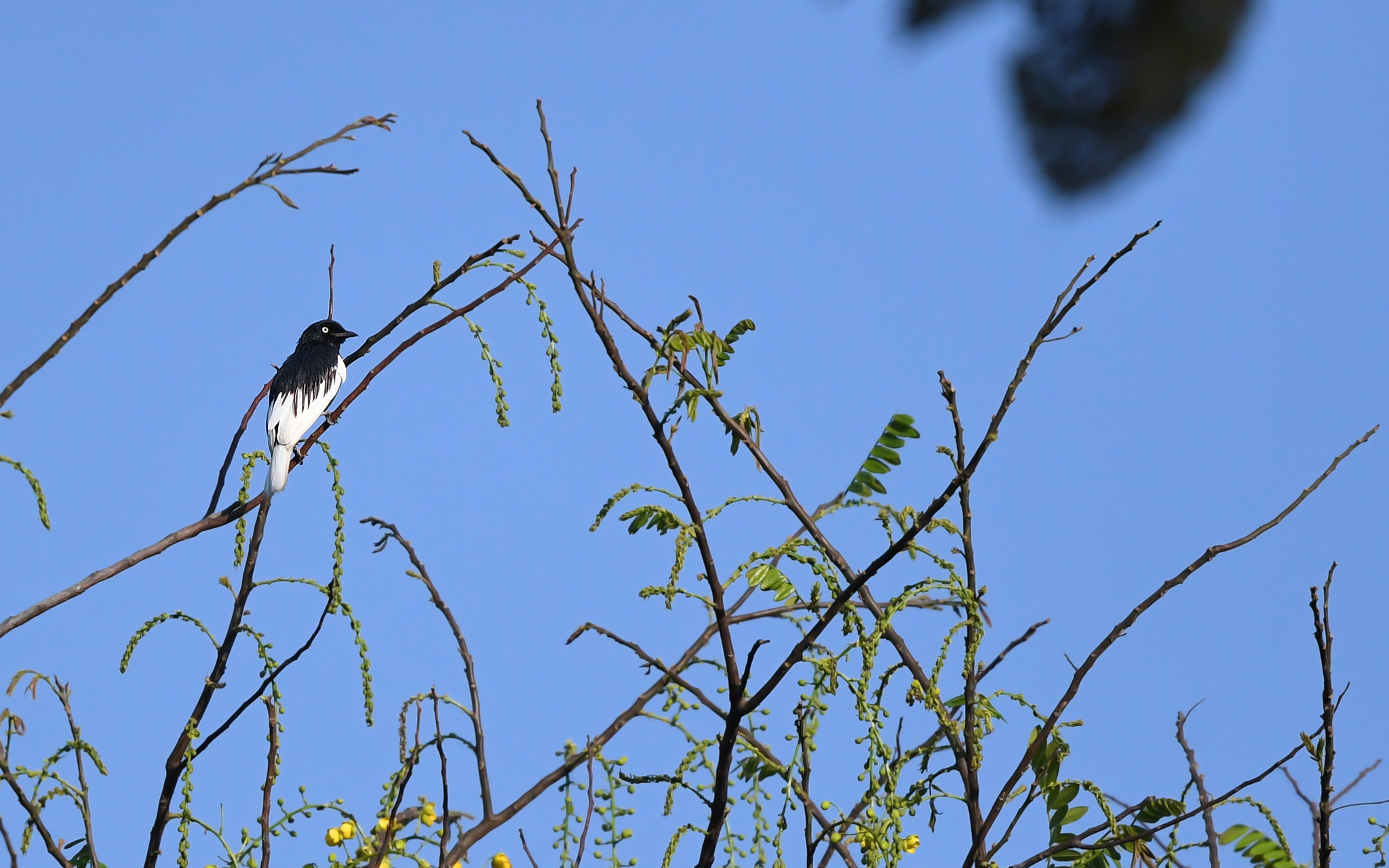 White-tailed Cotinga (Xipholena lamellipennis), photo 8