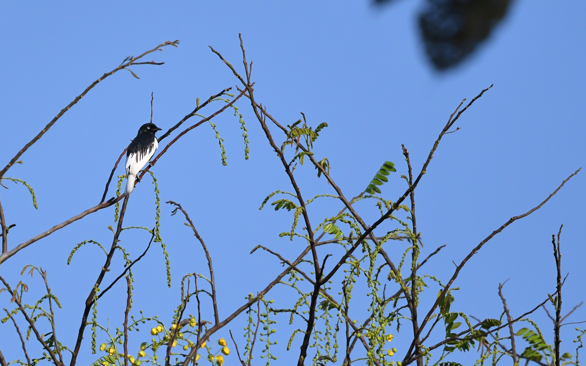 White-tailed Cotinga (Xipholena lamellipennis), photo 9