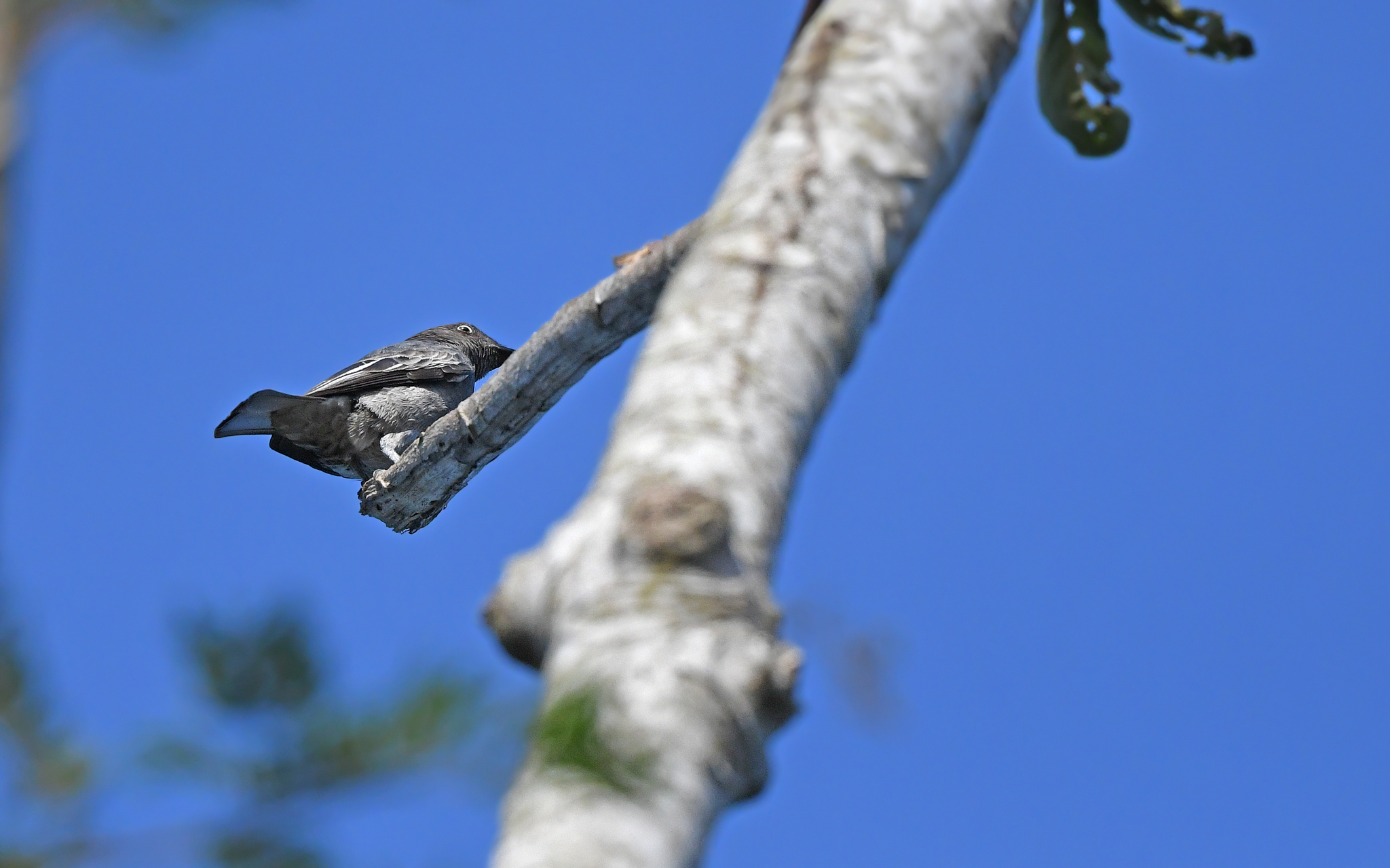 White-tailed Cotinga (Xipholena lamellipennis), photo 2