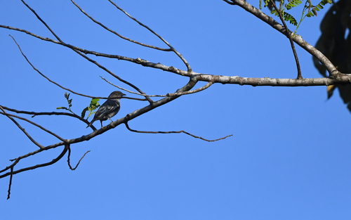 White-tailed Cotinga (Xipholena lamellipennis)