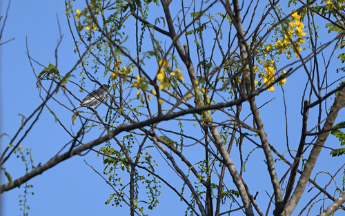White-tailed Cotinga (Xipholena lamellipennis), photo 3