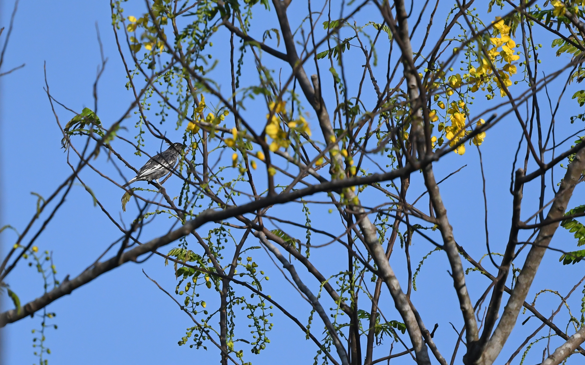 White-tailed Cotinga (Xipholena lamellipennis), photo 3