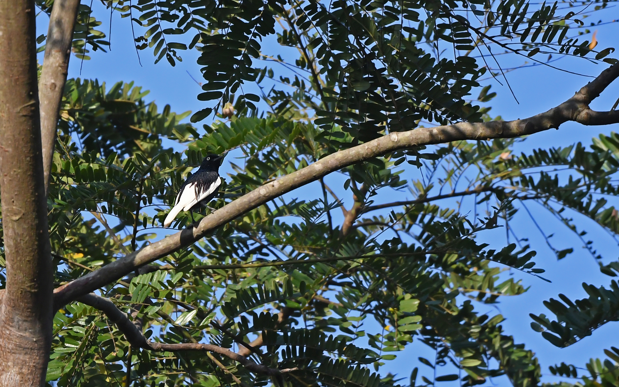 White-tailed Cotinga (Xipholena lamellipennis), photo 10