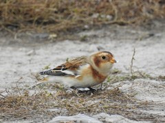 Plectrophenax nivalis