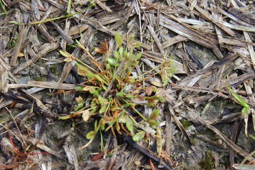 Image of Isolepis levynsiana by (c) Joe Dillon, some rights reserved (CC BY)