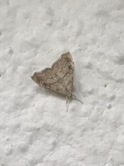 Scybalistodes periculosalis