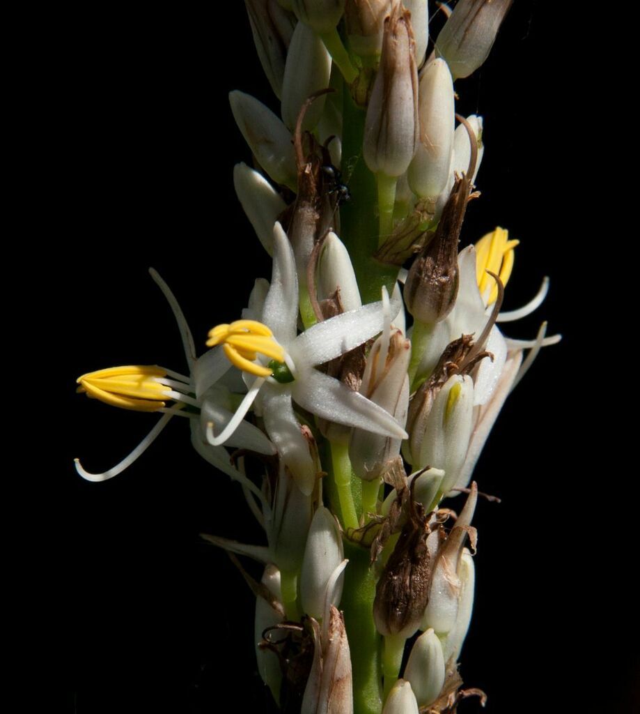 Chlorophytum macrophyllum