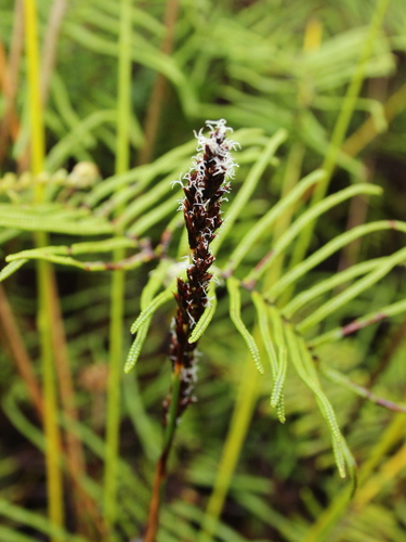 Image of Machaerina rubiginosa by (c) Joe Dillon, some rights reserved (CC BY)
