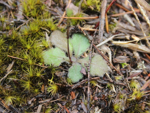 Image of Lagenophora sublyrata by (c) Joe Dillon, some rights reserved (CC BY)