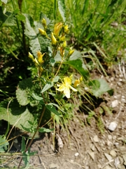 Hypericum elegans
