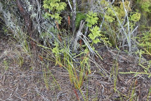 Image of Machaerina teretifolia by (c) Joe Dillon, some rights reserved (CC BY)