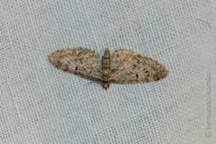 Eupithecia dodoneata