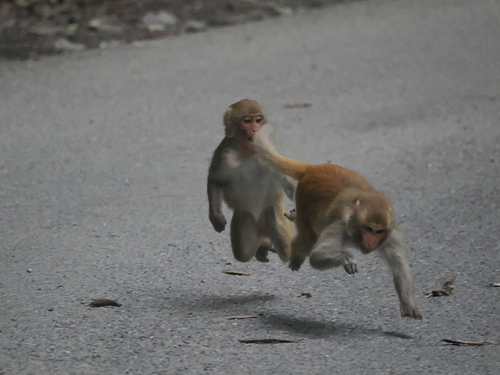 Monkey