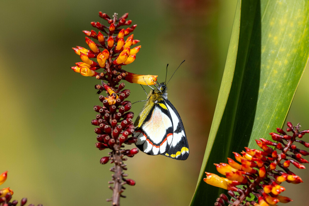 Delias iltis