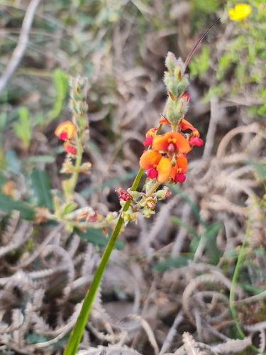 Image of Gastrolobium villosum by (c) Belinda Forbes, some rights reserved (CC BY)
