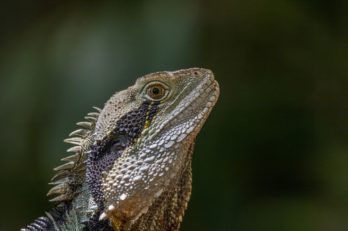 Australian Water Dragon, photo 8 of 10