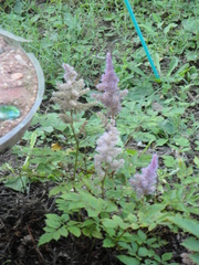 Astilbe