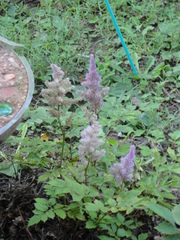 Astilbe