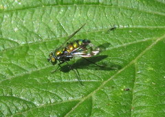 Condylostylus occidentalis
