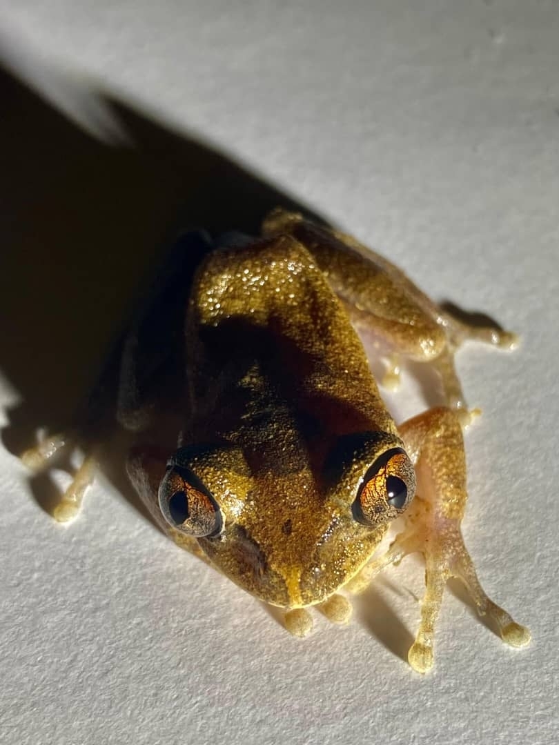 Leptopelis aubryi (Duméril, 1856)