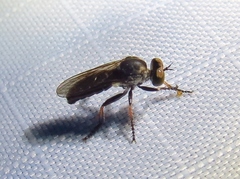 Brachyrhopalinae