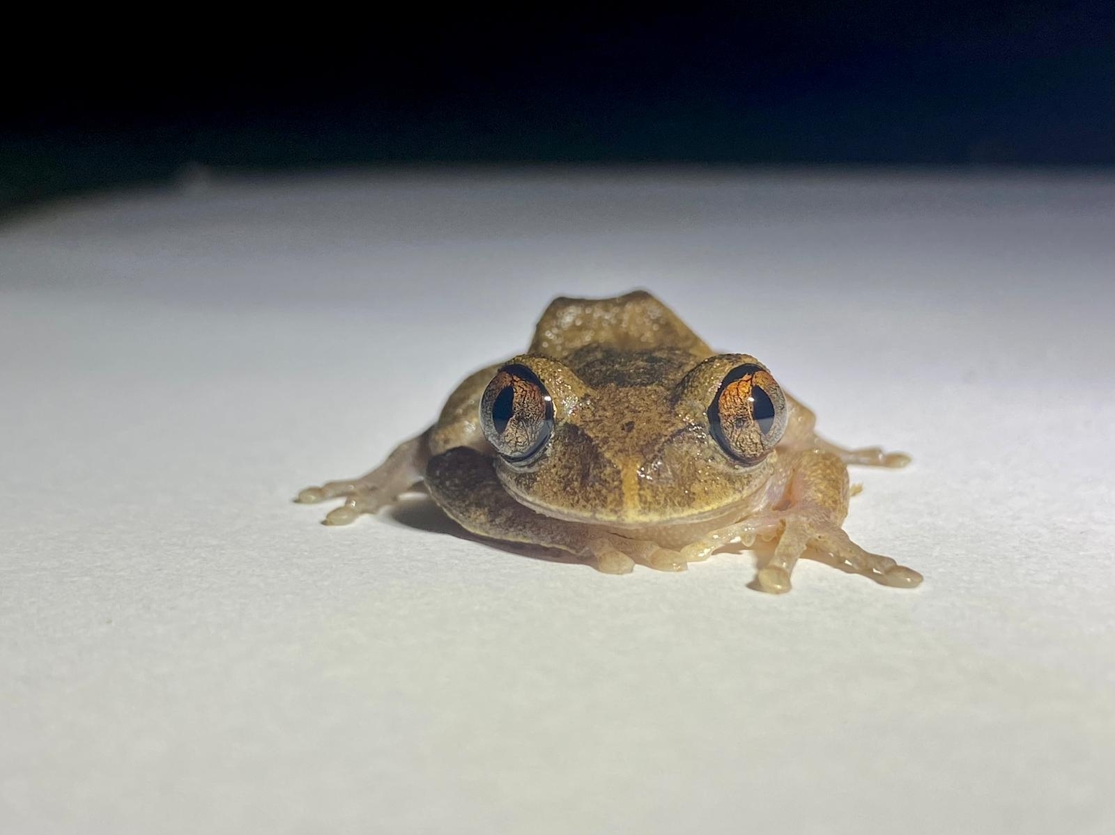 Leptopelis aubryi (Duméril, 1856)