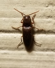 Diplostethus carolinensis